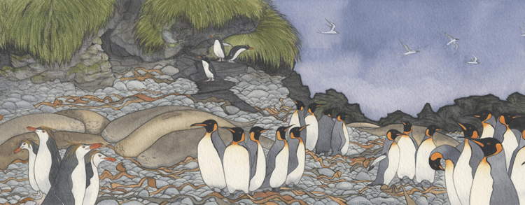"...penguins and Seals crowded the beaches again..." PRINT